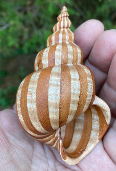 Seashells with Spiral Structures - Project Manaia